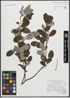 Foto von Salix appendiculata Vill.